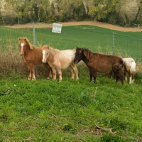 Pony