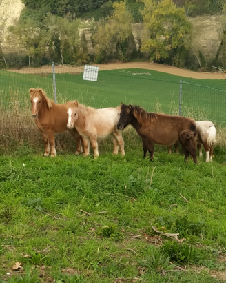 Pony