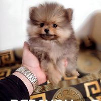 Pomerania pedigree Enci