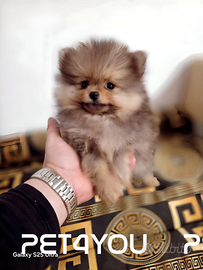 Pomerania pedigree Enci