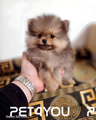 Pomerania pedigree Enci