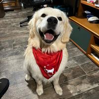 Golden retriever anglo americano per monta