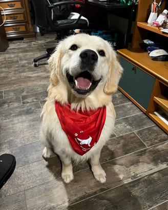 Golden retriever anglo americano per monta