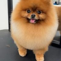 ACCOPPIAMENTO Monta volpino pomerania PEDIGREE
