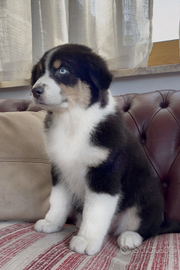 Cucciolo pastore Australiano