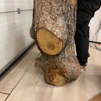 Ceppo di legno