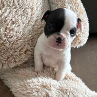 Bulldog francese