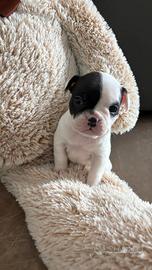 Bulldog francese