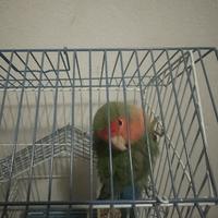 Papagalo inseparabile