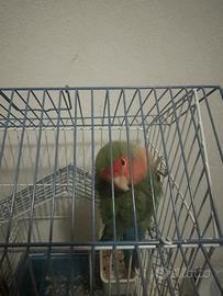 Papagalo inseparabile