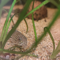 Corydoras julii e albin
