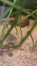 Corydoras julii e albin
