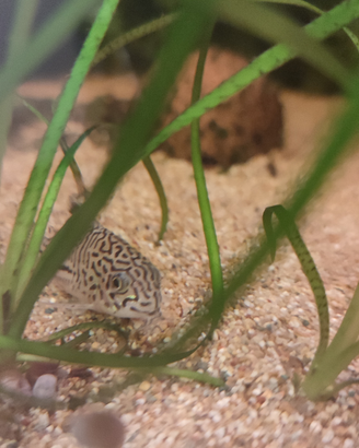 Corydoras julii e albin