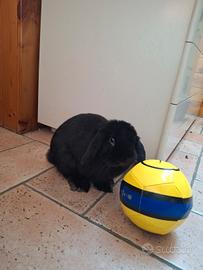 Coniglio Minilop Nero