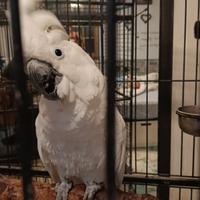 Cacatua alba