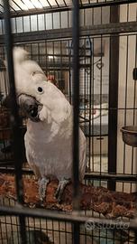 Cacatua alba