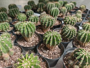 piante grasse echinopsis