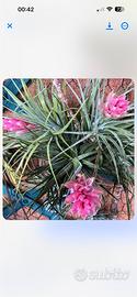 Tillandsie.  Bergeri ,aeranthos. ,usneidopsis.