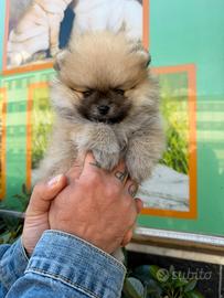 Cuccioli di spitz