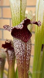 Sarracenia Fegat 2 Pianta Carnivora
