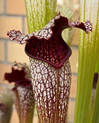 Sarracenia Fegat 2 Pianta Carnivora