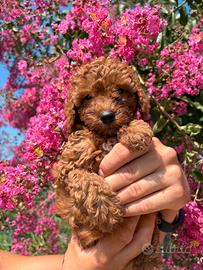Cuccioli Barboncino con pedigree
