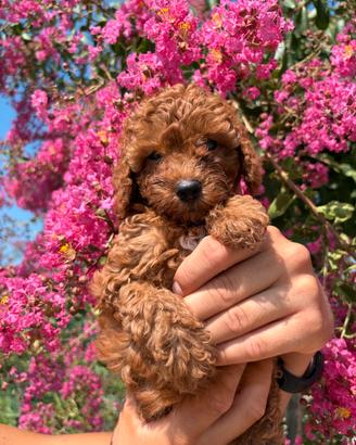 Cuccioli Barboncino con pedigree