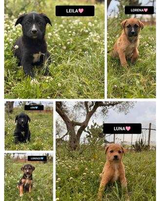 Luna lorenzo leni lorena leila