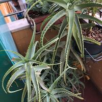 Pianta di aloe
