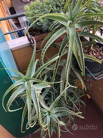 Pianta di aloe