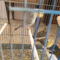 Canarini isabella giallo