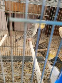 Canarini isabella giallo