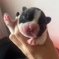 Bulldog francese
