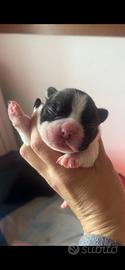 Bulldog francese