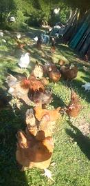 Galline ornamentali ovilaiole