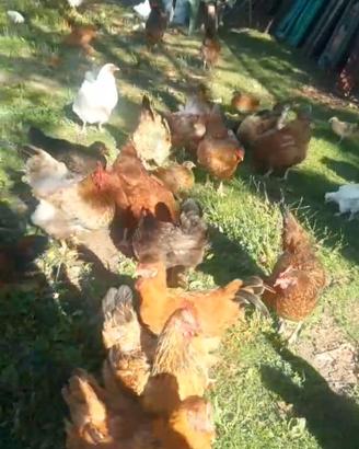 Galline ornamentali ovilaiole