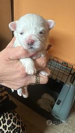 Cuccioli di maltese