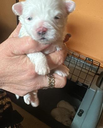 Cuccioli di maltese