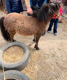 Mini Horse