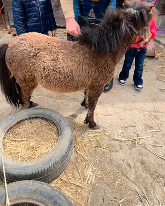 Mini Horse