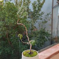 bonsai di mirto stile yamadory 