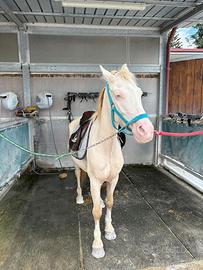 Pony femmina da salto
