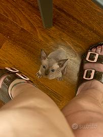 Cuccioli Sphynx