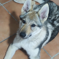 Cane lupo cecoslovacco