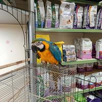 Cucciolo di pappagallo ara arauna