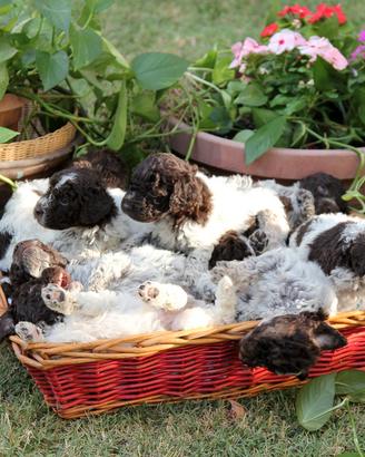 Meravigliosi cuccioli LAGOTTO Romagnolo pedigree