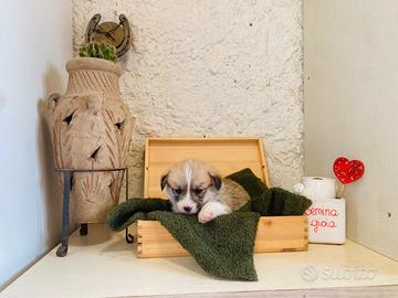 Cuccioli welsh corgi Pembroke