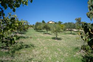 Terreno con possibilità di edificare