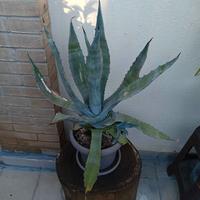 piante