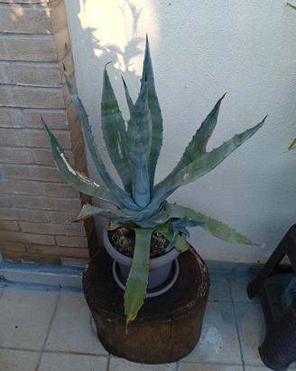 piante